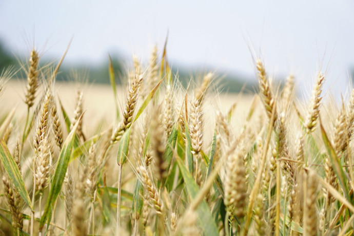 wheat field on a bright day